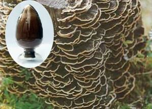 Coriolus versicolor;Trametes versicolor extract