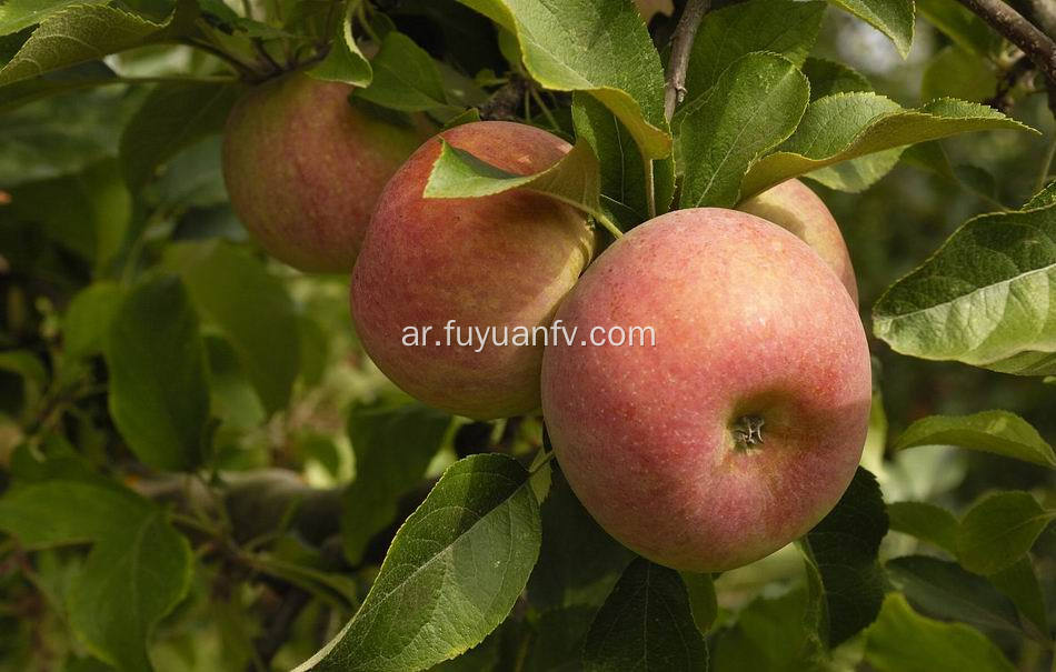 تصدير المحاصيل الجديدة ذات نوعية جيدة تنافسية Qinguan التفاح