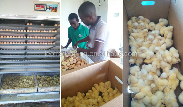 automatic ALL IN ONE hatchery incubator equipment for 500 chicken eggs