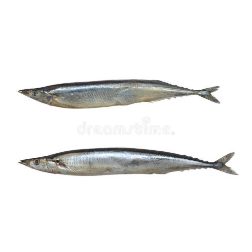 Poisson Saury du Pacifique en conserve fumé à l&#39;huile