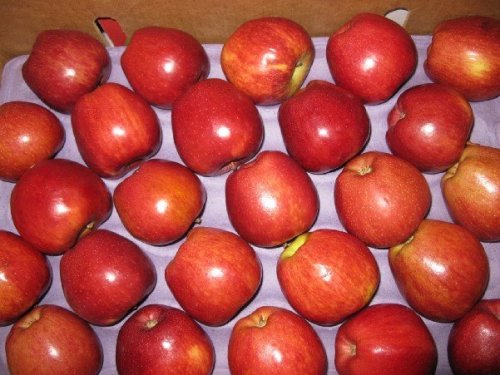 Fresh Red Delicious Apple