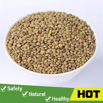 Green dried bulk lentils