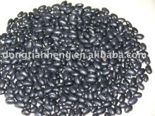 Black Kidney Bean