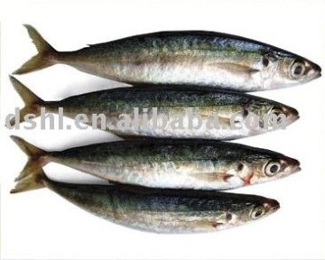 frozen blue mackerel, mackerel fish , blue mackerel(Decapterus maruadsi)