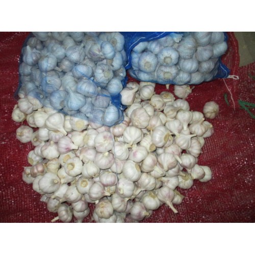 Cold Storage Fresh Normal White Garlic