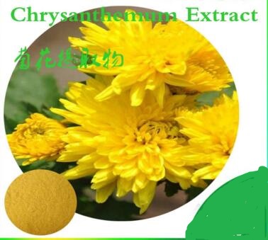 Chrysanthemum Extract