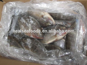 wholesale cheap frozen fish florida tilapia