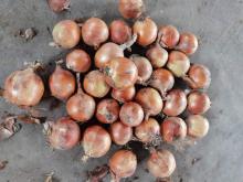 SELECTED SUPER QUALITY YELLOW ONION