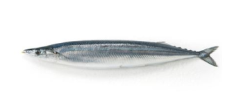 Whole Round Fresh Pacific Saury
