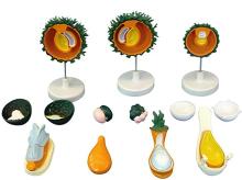 Model of human embryo fertilization, cleavage, and blastocyst formation process (13 parts)