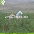 Wholesale Fruit Diet Eu Standard Goji Berries