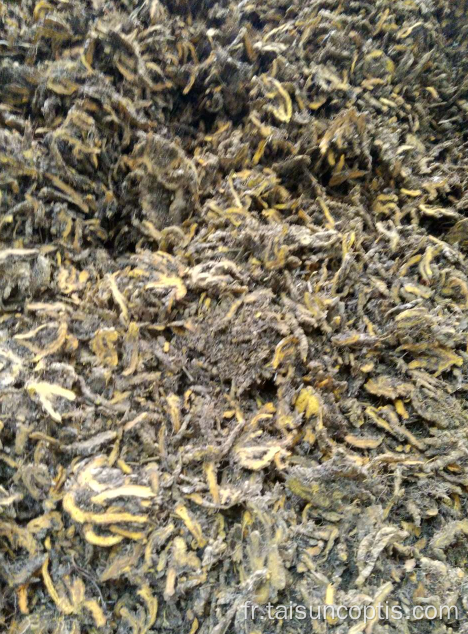 coptis rhizome avantages huang lian herbe