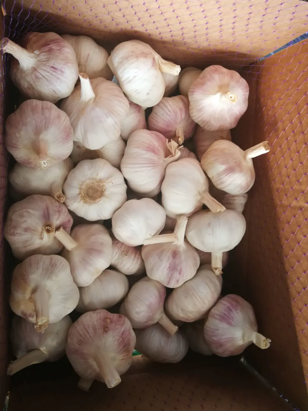 New Crop Normal White Garlic with High Quality