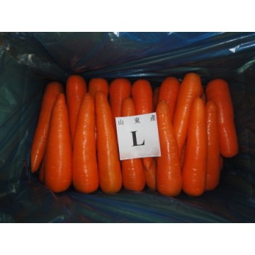 Cartón de 10KG Embalaje zanahoria fresca para la venta