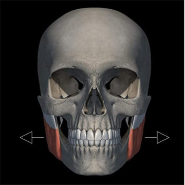 JAW-Übungs-Tabletten definieren JAWLINE-Übungsgeräte