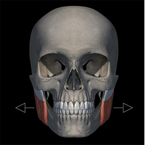 Le tavolette dell esercitatori della mascella definiscono l&#39;esercizio di Jawline