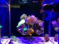 Lampada a LED dimmerabile con interruttore Aquarium Coral