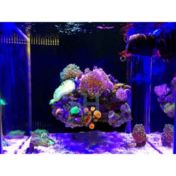 Đèn LED có thể điều chỉnh độ sáng với Sanchium Parkarium Coral