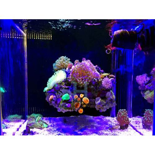 Luz led regulable con interruptor de acuario coral