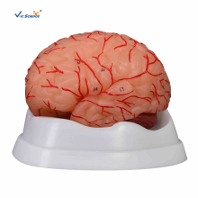 Brain with Arteries 9 Parts Medical Model