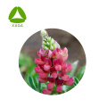 Entzündungshemmender Lupinus Albus-Extrakt Lupeol-Pulver 98%