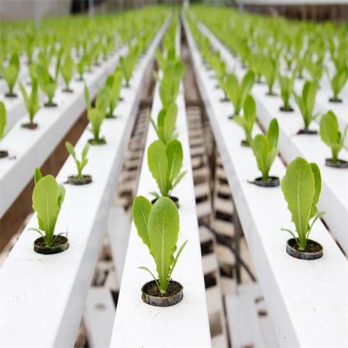 Εμπορική θερμοκηπίου Hydroponics NFT Flat Hydroponics