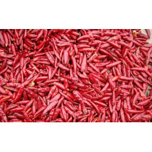 Dehydrated Red Chilli Pepper Vegetables
