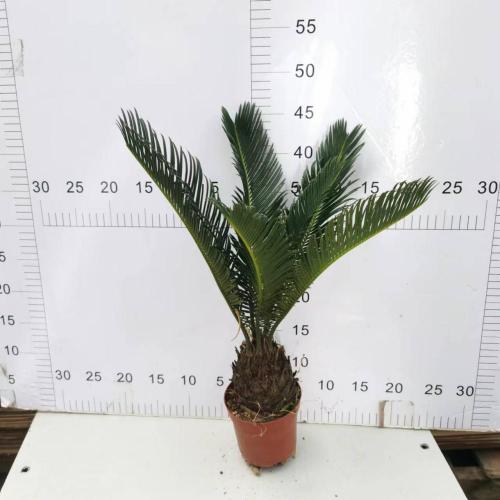 Cycas revoluta 110#AA Class