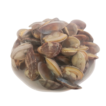 Natural Short Necked Clam