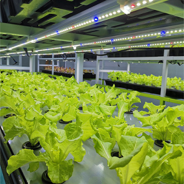 Tomato Hydroponics Rolling Bench Nutrients Indoor