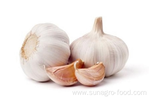 Natural Fresh Organic White Garlic