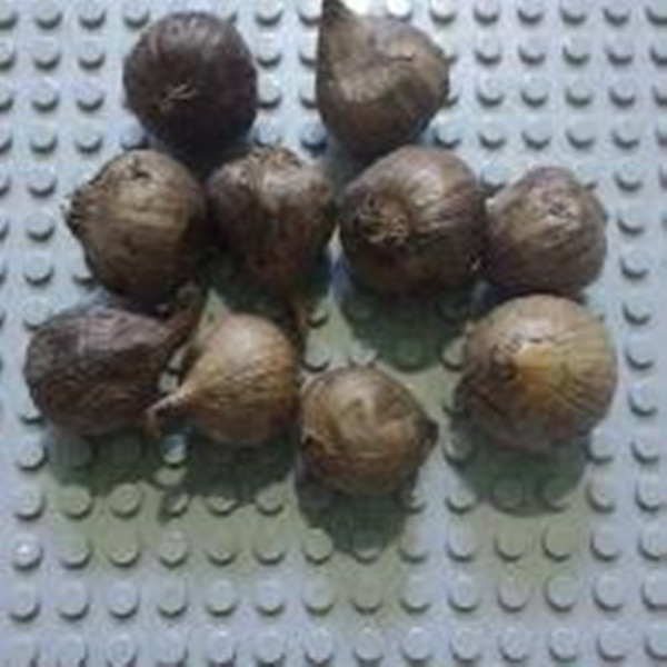 Bawang Putih Hitam Cengkeh Tunggal Oksidan Dengan FDA