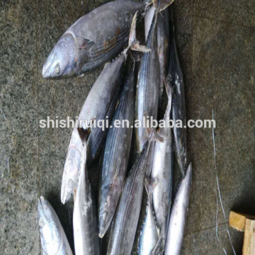 Stiped bonito frozen belt bonito whole round frozen fish wholesale