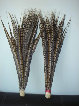 Lady Amherst Pheasant Feather (MH014)