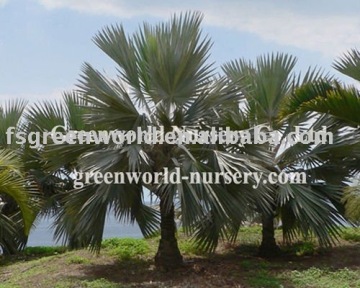 bismarckia nobilis outdoor palm