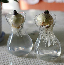 A hydroponic hyacinth bottle