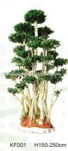 ficus microcarpa bonsai nursery