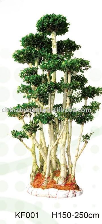 ficus microcarpa bonsai nursery