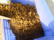 coptis trifolia coptis herb