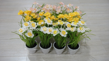 CHY040921 High initation Flowering Cactus Succulent Bonsai Sale