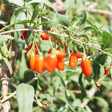 Goji Berry Nutrition Analysis