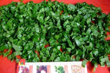 2015 hot selling IQF chopped spinach (3cm-5cm)