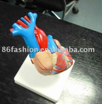 Heart model,anatomic model