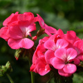 Contains coumarin 10:1 Pelargonium hortorum extract