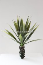 succulent plant, mini yucca, parts for plant wall