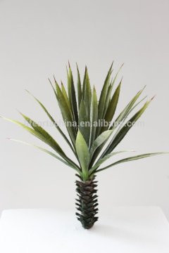 succulent plant, mini yucca, parts for plant wall