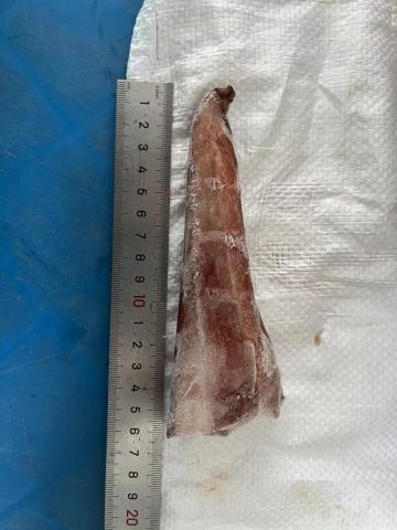 Frozen Squid Tail Dosidicus Gigas