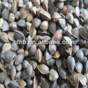 100% Natural buckwheat /raw buckwheat