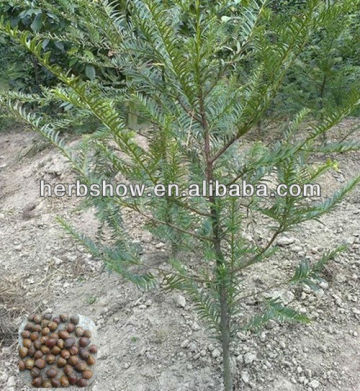 Chinese Yew Seeds for Cultivating