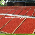 Gula Rendah Gizi Alami Sweet Goji Berries Biasa